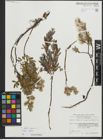Foto von Salix repens subsp. repens L.